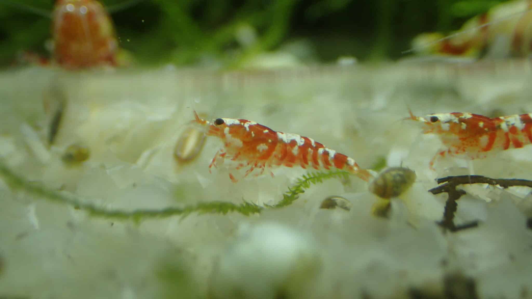 Snowflake Shrimp Food Aquarium Shrimp Keeping