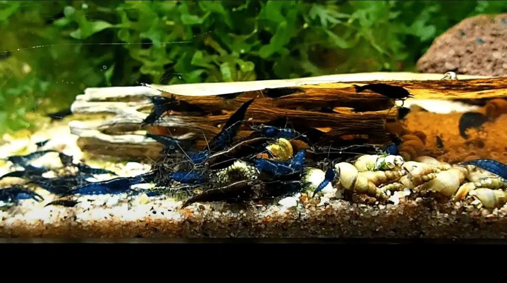 Blue Dream Colony