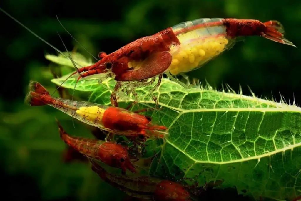 Decorative shrimp image