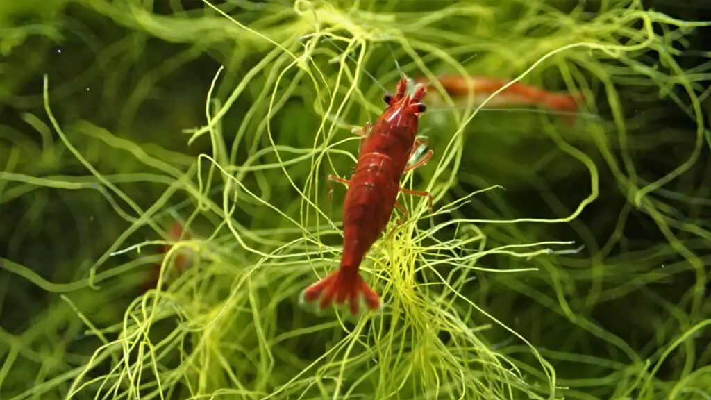 Red Cherry Shrimp