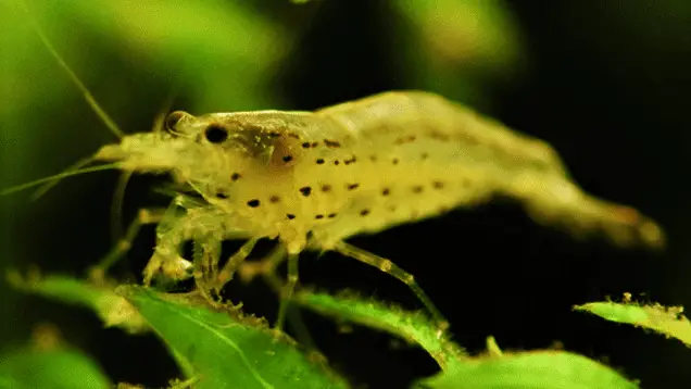 Freshwater Amano shrimp