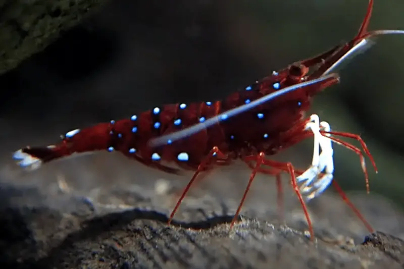 Cardinal Sulawesi Shrimp