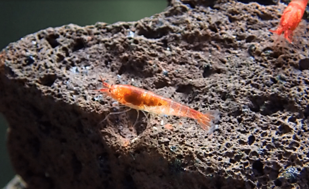 opaeula shrimp 