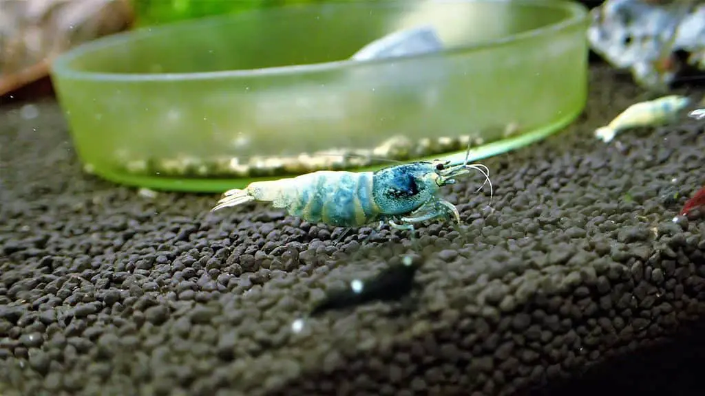  Blue Bolt and a King Kong Shrimp