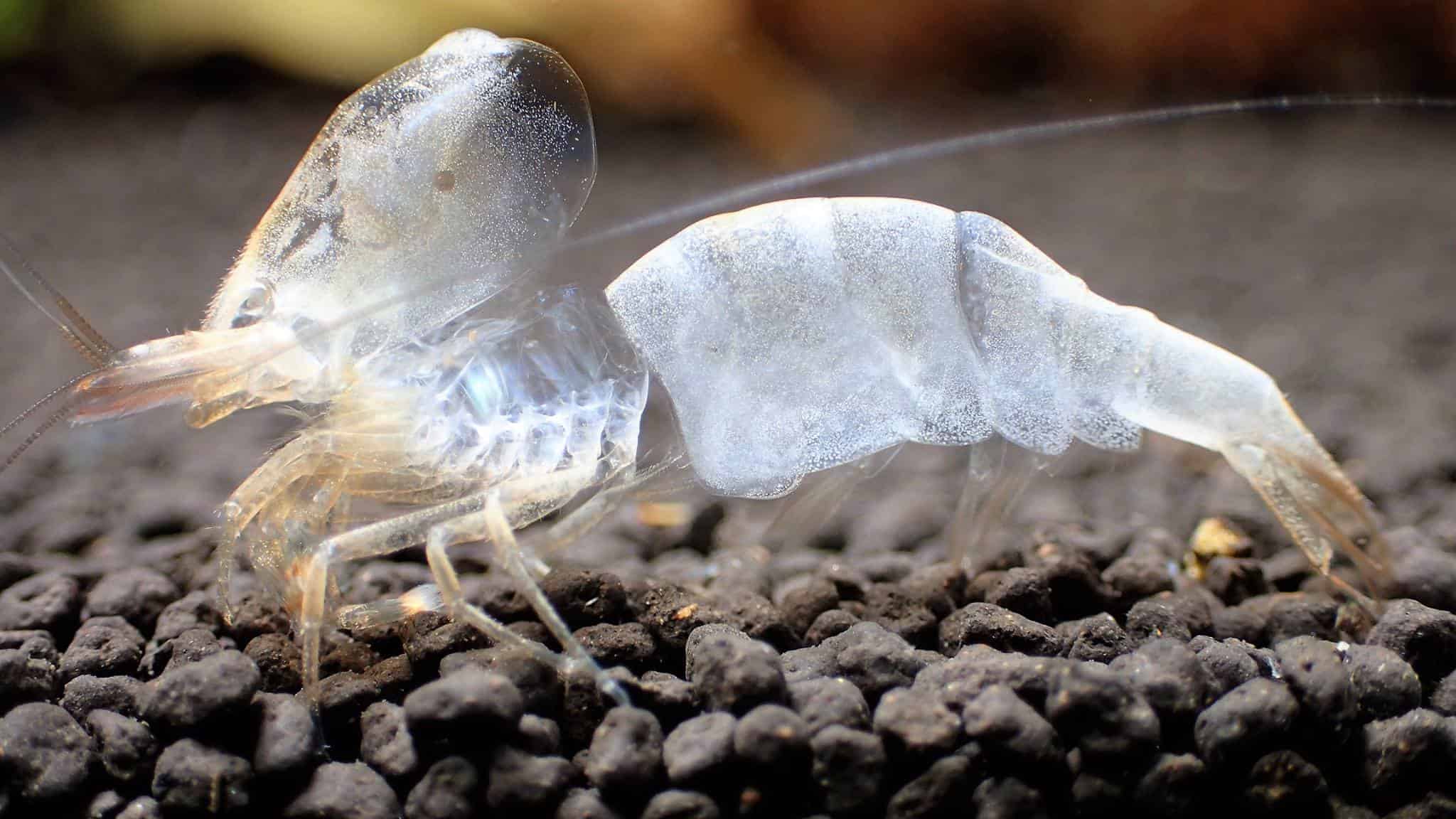 is my shrimp dead or molting