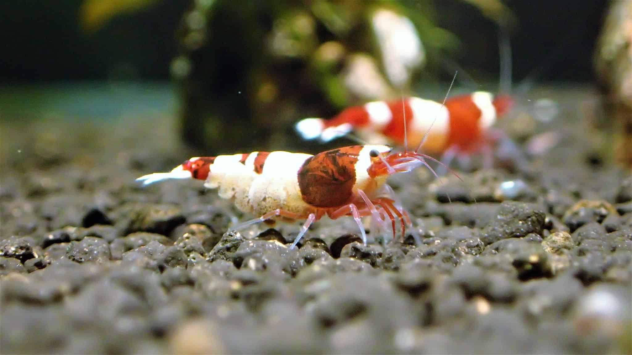 Taiwan Bee Shrimp – Aquarium Shrimp Keeping