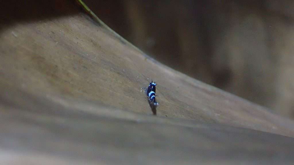 Baby shrimp are tiny