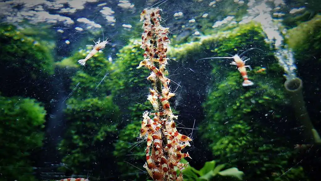 Crystal red shrimp feeding