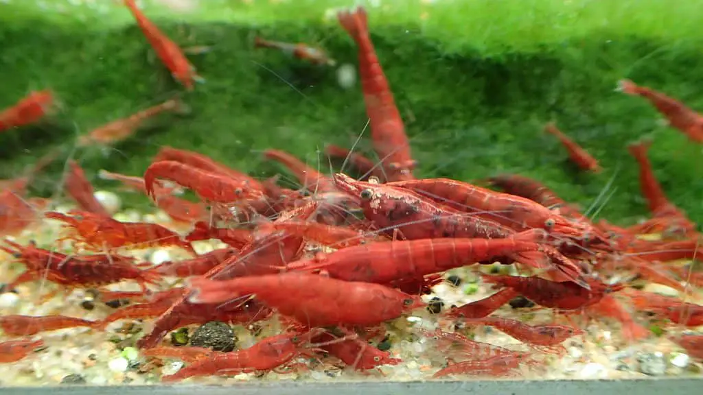 cherry red shrimp