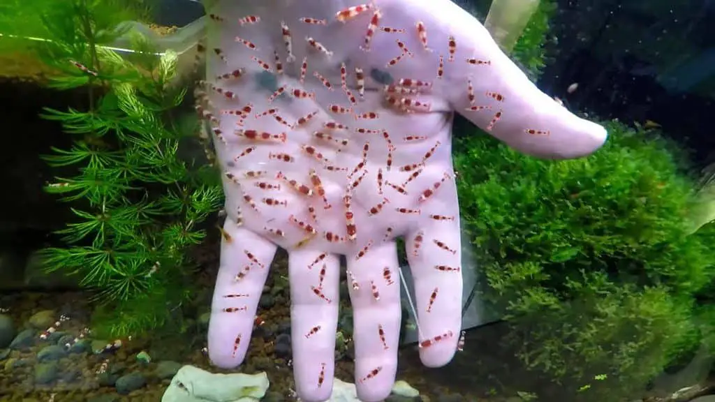 Hand feeding shrimp