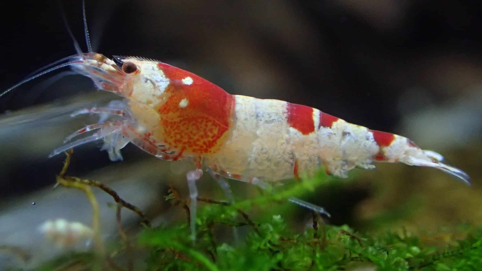 Caridina Cantonensis Crystal Red Shrimp – Aquarium Shrimp Keeping