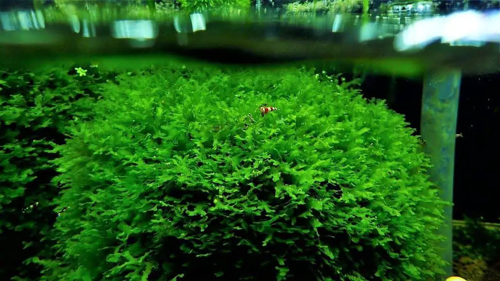 Do Shrimp Tanks Need Plants? big ball of subwassertang