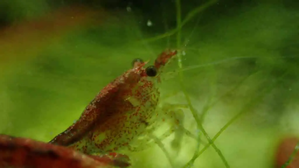 cherry shrimp behavior is fascinating