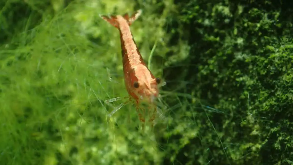 Freshwater Cherry Shrimp 