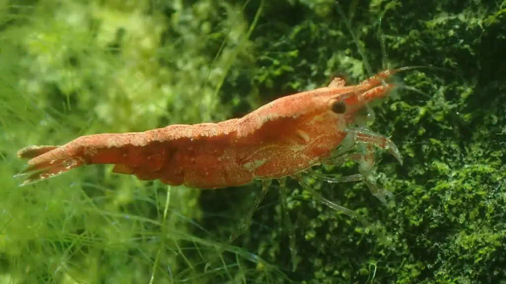 Freshwater Cherry Shrimp 