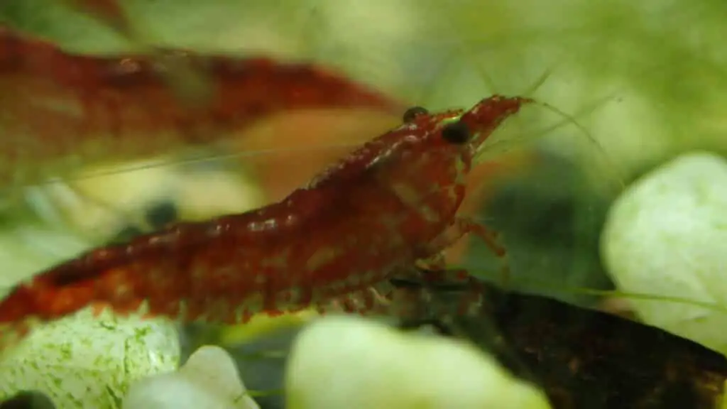 Freshwater Cherry Shrimp