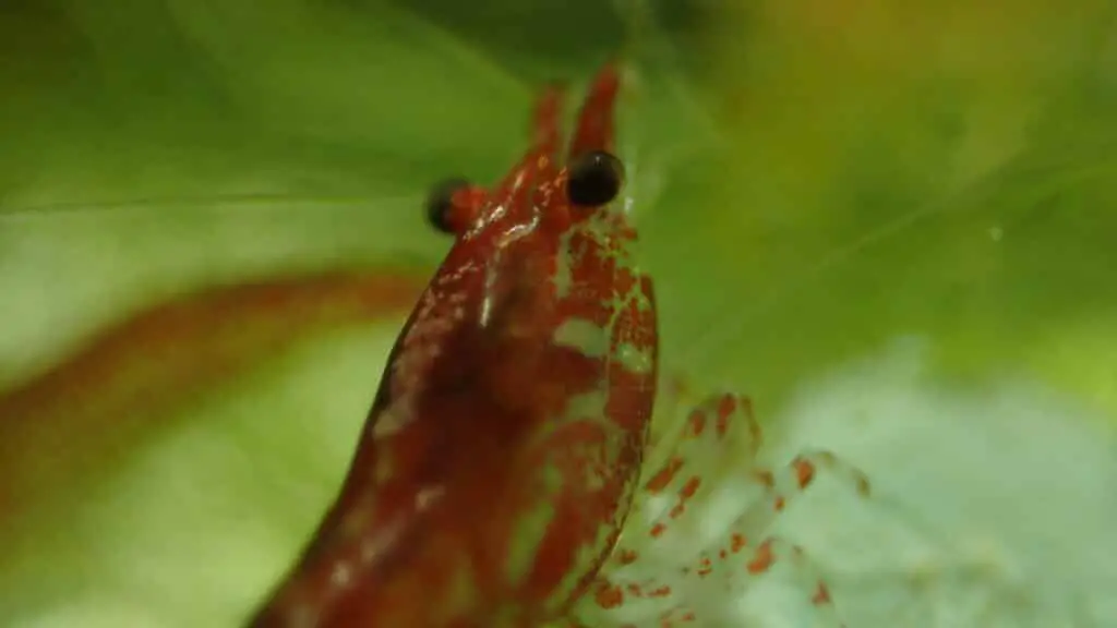 Freshwater Cherry Shrimp 