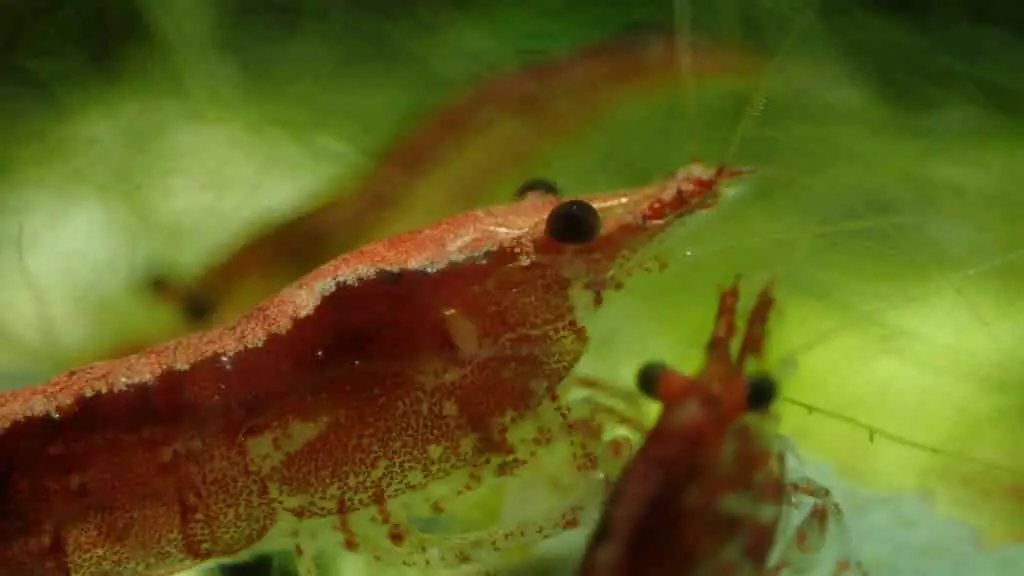 Freshwater Cherry Shrimp