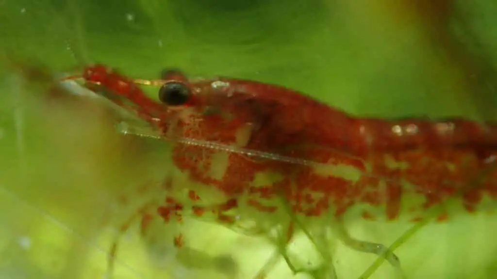 cherry shrimp color