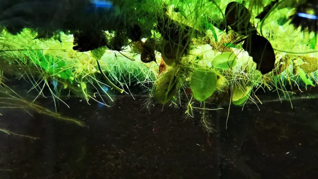 floating plants 