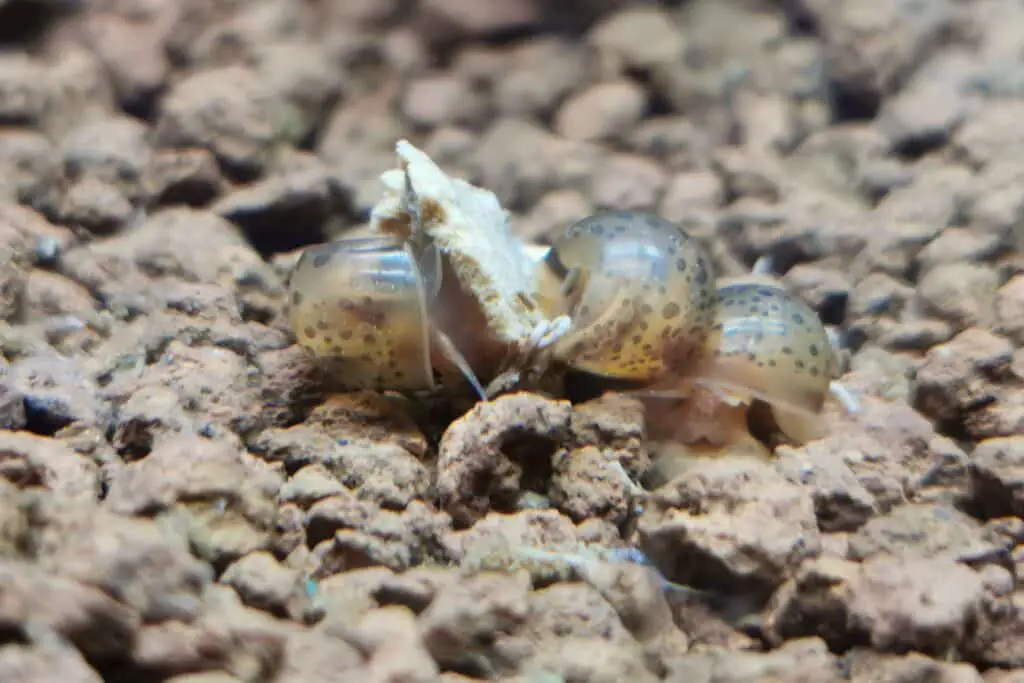 Snails In Ghost feeding Tank 