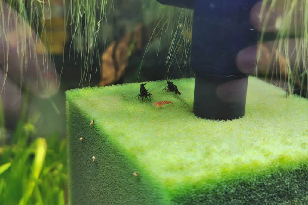 Shrimp grazing on a sponge filter