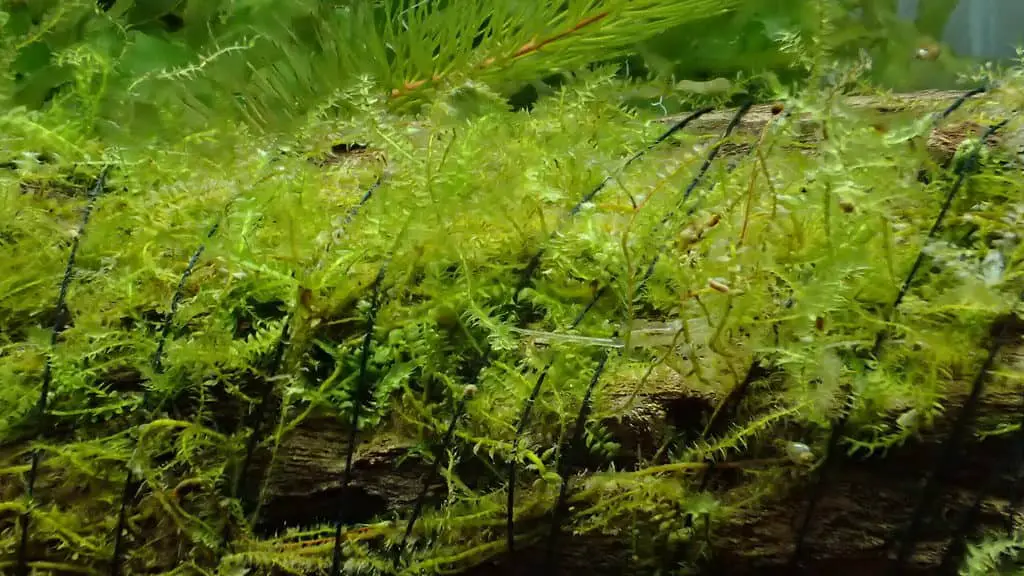 Java Moss Tied To Wood 