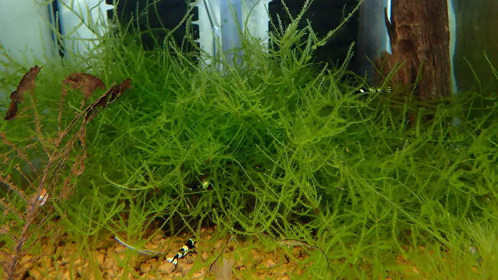 Java Moss