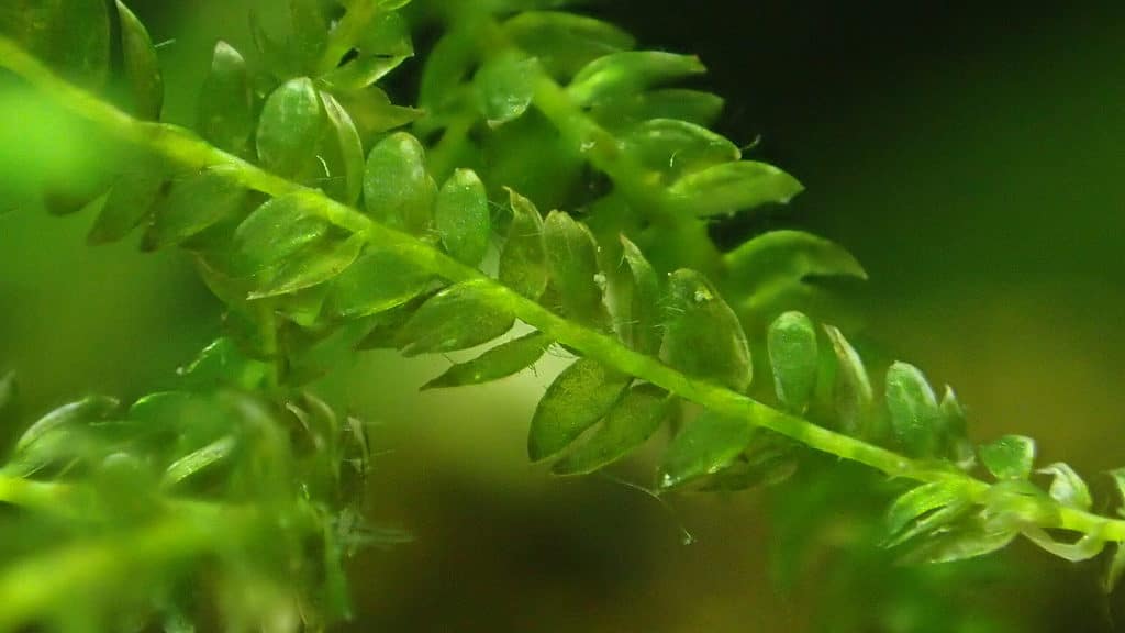 Java Moss (Taxiphyllum barbieri): Care & Growth Guide