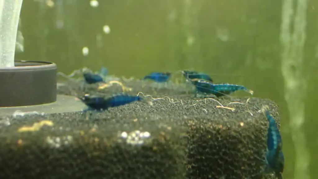 Blue Dreams Feeding on A Sponge Filter 