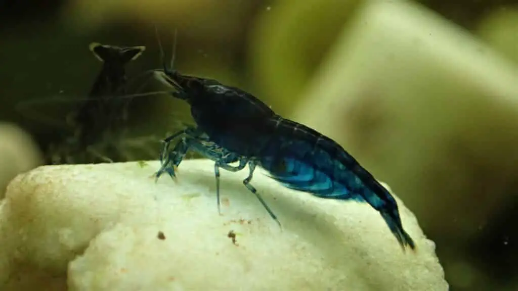 Blue dream shrimp