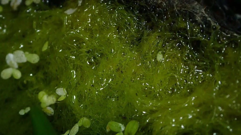 algae used