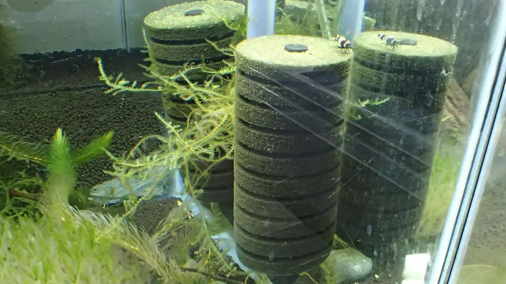 sponge filter