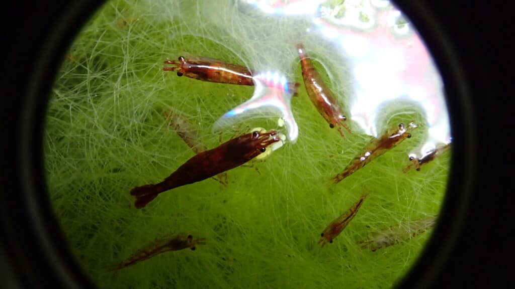 Cherry Shrimp Grazing on algae