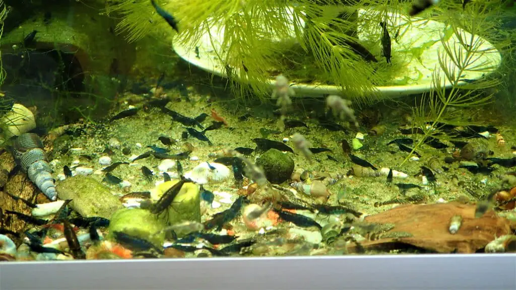 Shrimp feeding