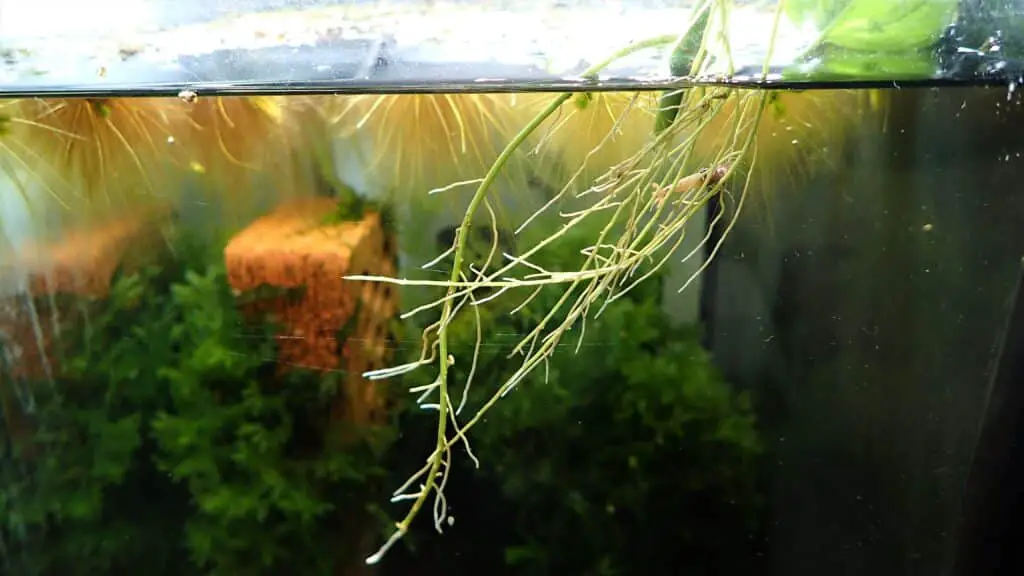 Pothos roots in water sucking up nutrients