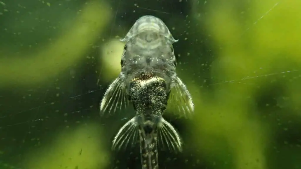 Baby fish in my cherry shrimp tank 