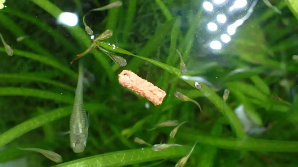 Endlers and Guppies make good tank mates for shrimp.