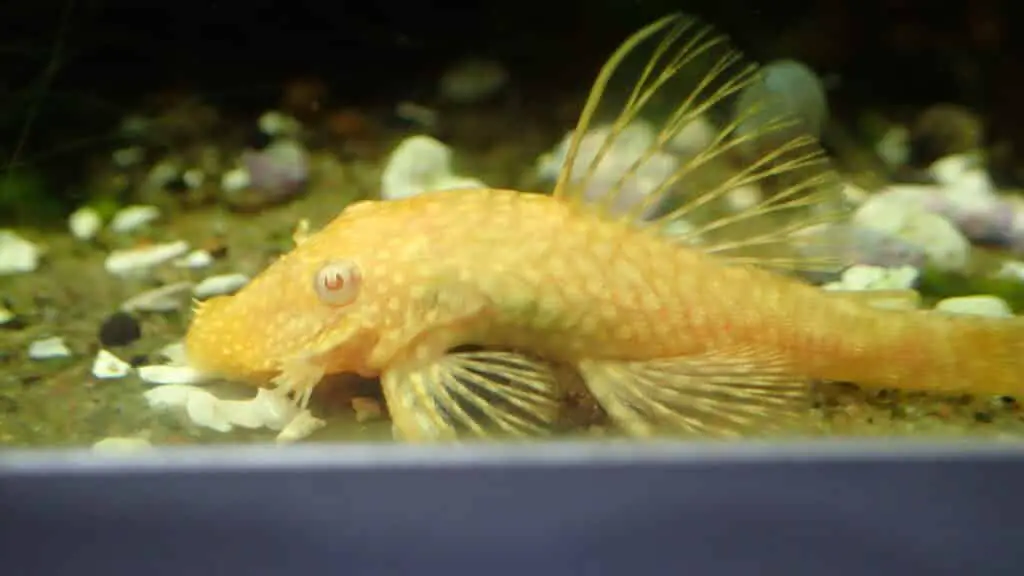 Bristlnose pleco in my blue dream shrimp colony 