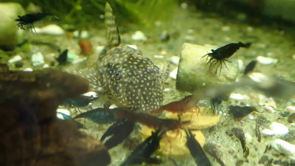 Bristlenose eating a pleco waffer with the shrimp