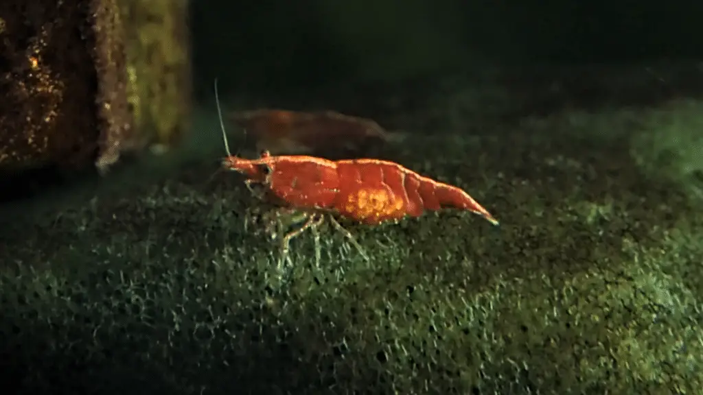 What Do Cherry Shrimp Eggs Look Like Aquarium Shrimp Keeping