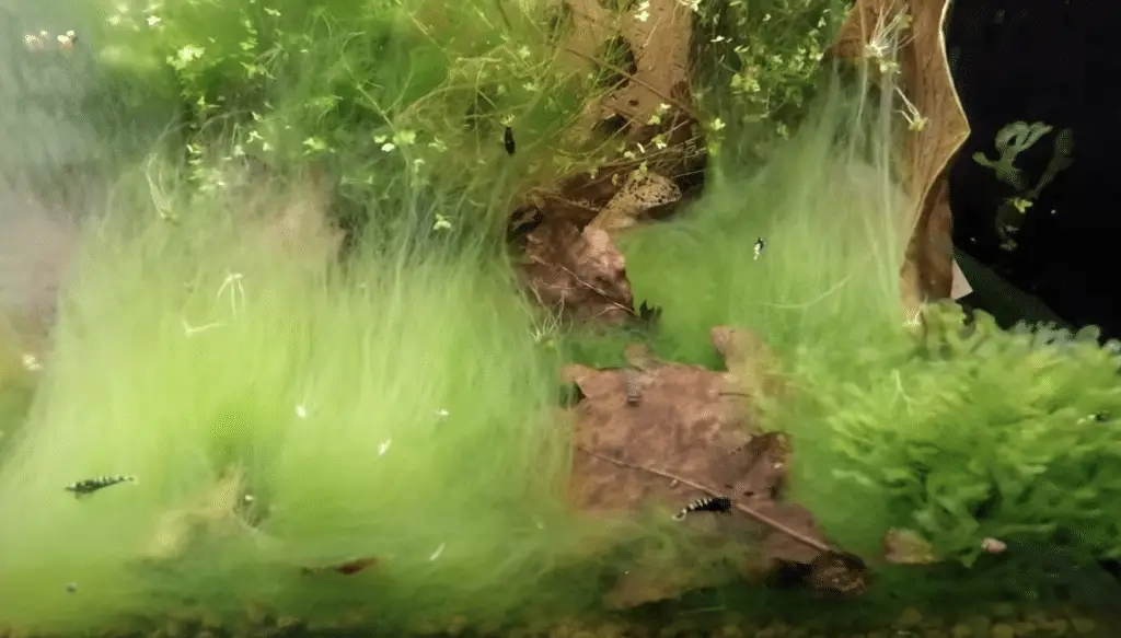 Do shrimp eat algae?