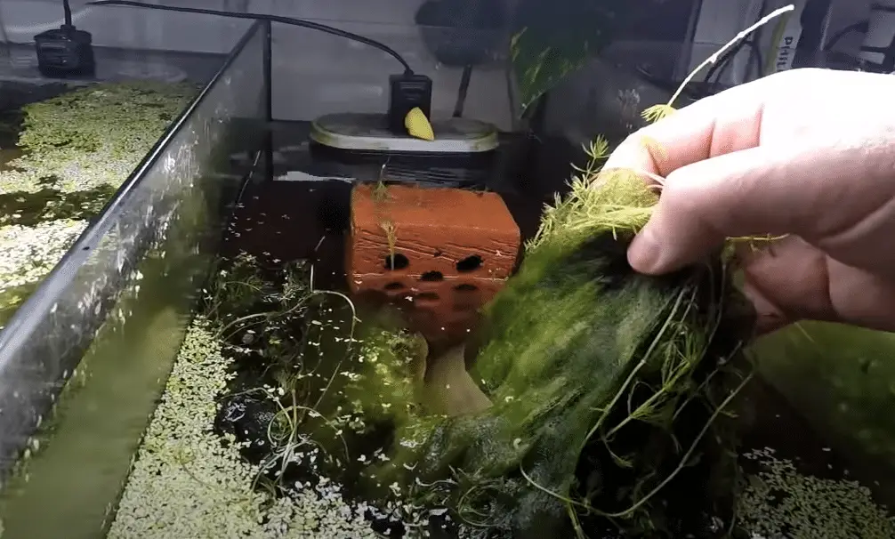 Handfuls of string algae