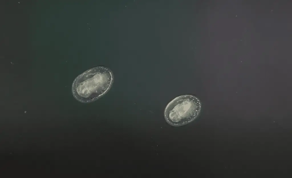 Limpet snails munch through algae