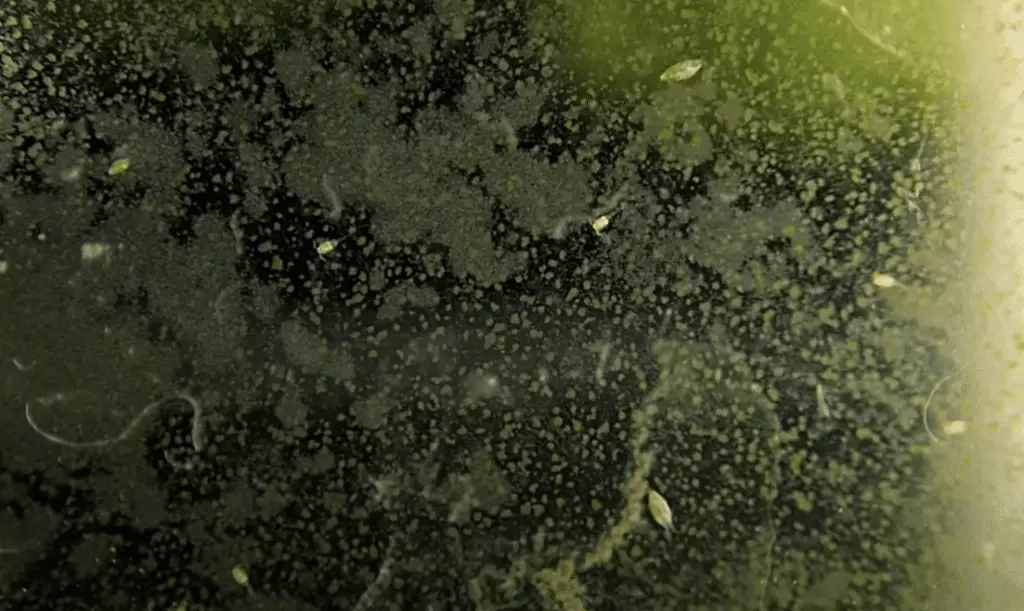 Green dust algae full of life 