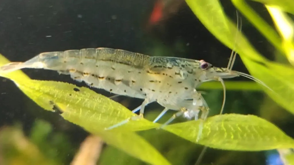 Amano Shrimp By Ron Jelich