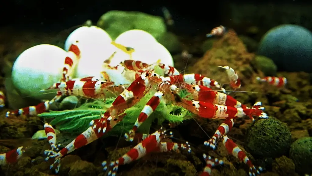 Crystal red shrimp tank mates for cherry shrimp