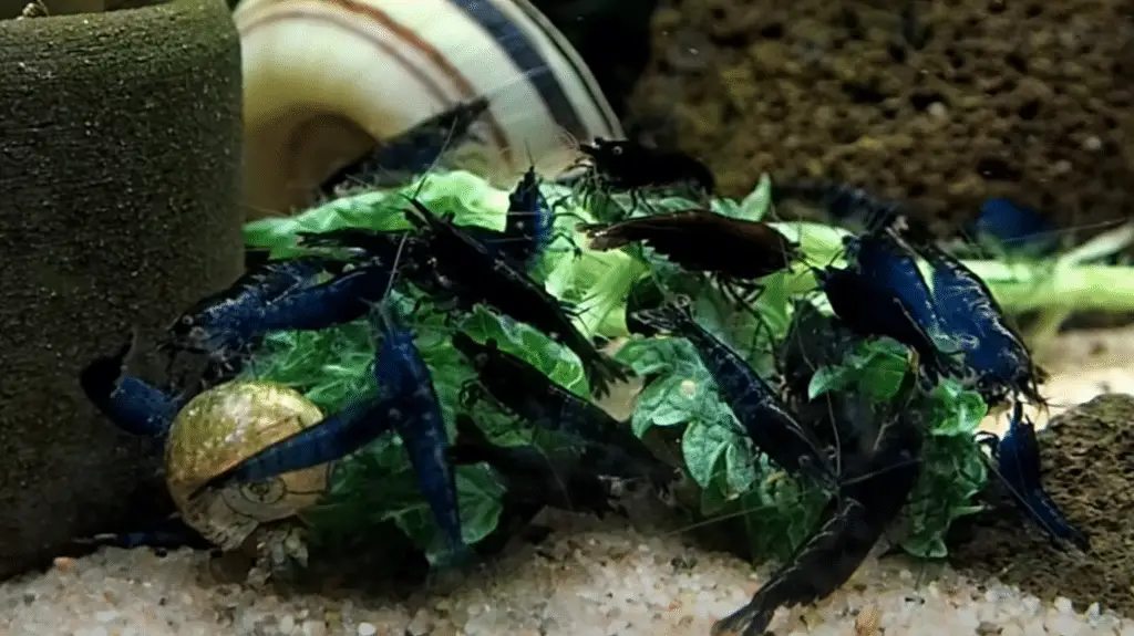 Blue dream shrimp eating blanched vegetables 