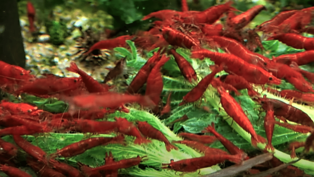 Red Cherry Shrimp Eating Blanched Nettle 