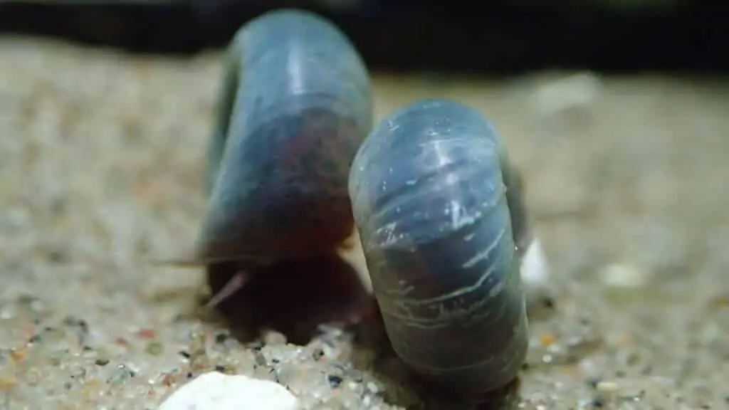 Snails Need Minerals Shell Growth
